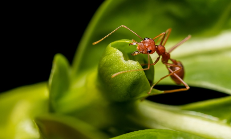 Got Ants In Your Pants…Er, That Is, Pantry?