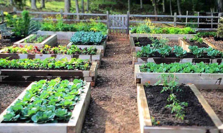 Lessons In Raised Beds